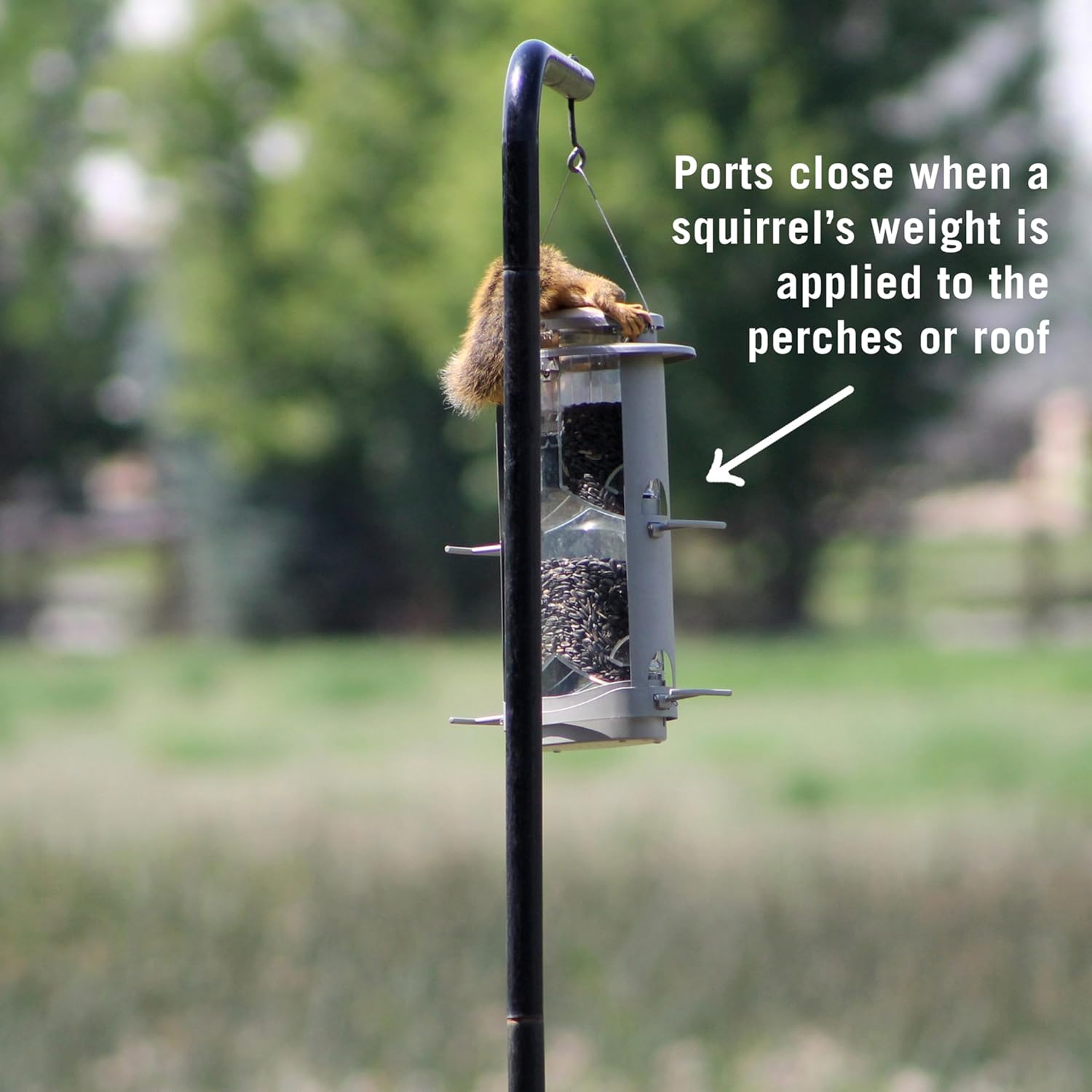 More Birds X-1 Squirrel-Proof Bird Feeder with 4.2-Pound Bird Seed Capacity and Four Feeding Ports